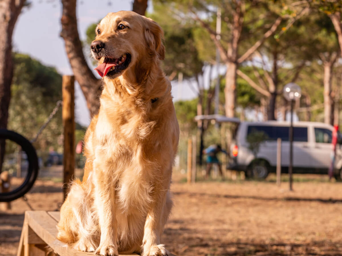 Orbetello Family Collection