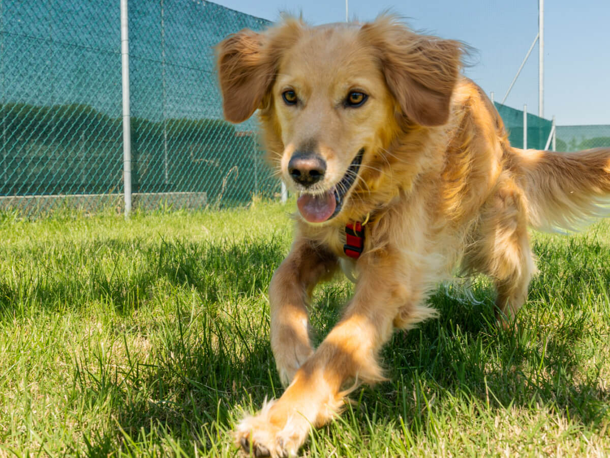 Romagna Family Resort